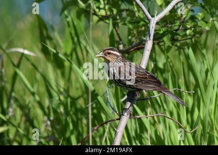 Ein Rotschwanz-Amsel, hoch oben auf einem Strauch in der Nähe eines Teichs im Südwesten Wisconsins. Stockfoto