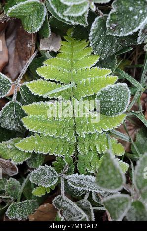 Gefrorene grüne Farnblätter auf dem Waldgrund im Winter, Draufsicht von oben Stockfoto