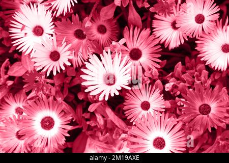 Heller Chrysanthemen-Texturhintergrund. Viva Magenta - trendige Farbe des Jahres 2023. Stockfoto