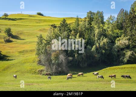 Alpenkühe im Engadintal, Schweizer Alpen, Schweiz Stockfoto