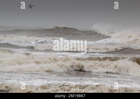 Raue Meere im Golf von Mexiko, Süd-Texas, nach Winterstürmen, mit Ringelmöwe, Larus delawarensis, die überflogen. Stockfoto