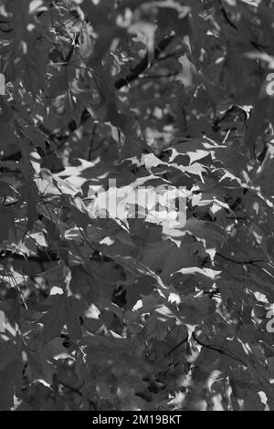 Blattzuckerapfelblätter flattern in der Brise in einem schwarz-weißen Monochrom. Stockfoto