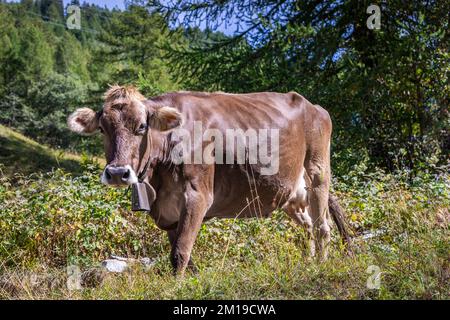 Alpenkühe im Engadintal, Schweizer Alpen, Schweiz Stockfoto