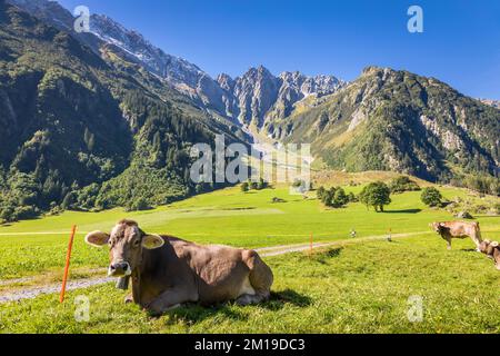 Alpenkühe im Engadintal, Schweizer Alpen, Schweiz Stockfoto