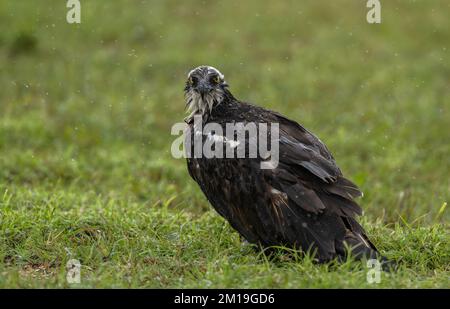 Fischadler, Pandion haliaetus, hoch oben im Regen an einem kalten Wintertag. Stockfoto