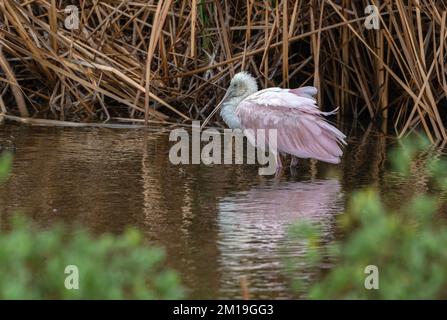 Rosenlöffel, Platalea ajaja, im Winter am Süßwassersee gelegen. - Nach Texas. Stockfoto