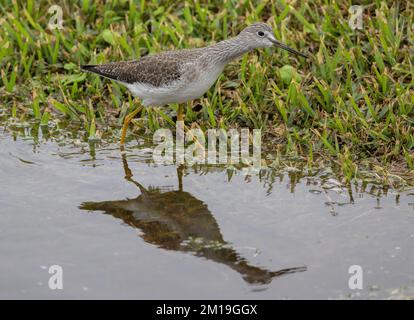 Kleine Gelbbschenkel, Tringa Flavipes, Fütterung im überfluteten Grasland nach Sturm. - Nach Texas. Winterzucht. Stockfoto