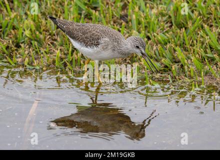 Kleine Gelbbschenkel, Tringa Flavipes, Fütterung im überfluteten Grasland nach Sturm. - Nach Texas. Winterzucht. Stockfoto