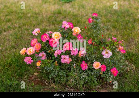 Zierblumen im Garten. Gartenrosen, Hybridrosen. Stockfoto