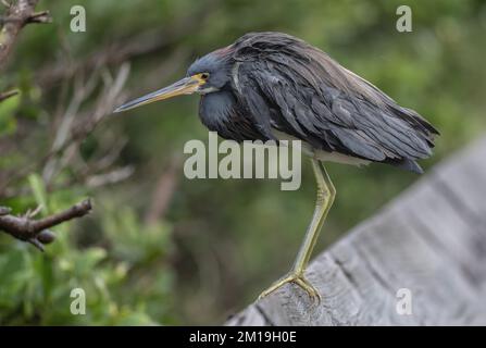 Dreifarbiger Reiher, dreifarbige Egretta, hoch oben auf dem Zaun. Stockfoto