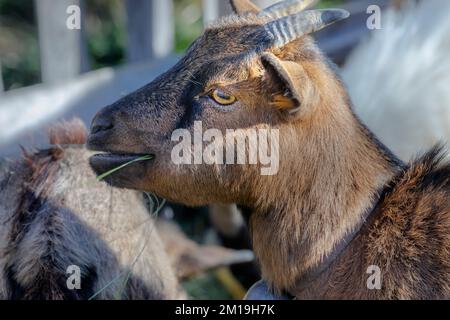 Süßes alpines Ibex-Baby in schweizer alpen, Graubunden, Schweiz Stockfoto