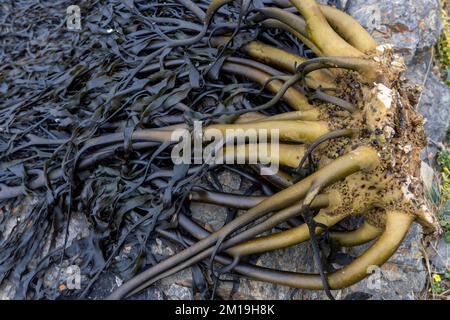 Die Alge Durvillaea Antarctica (auch bekannt als Cochayuyo und Bull Kelp) trocknet an der Küste von Pichilemu, Chile Stockfoto