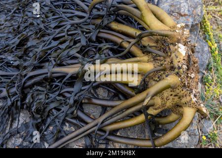 Die Alge Durvillaea Antarctica (auch bekannt als Cochayuyo und Bull Kelp) trocknet an der Küste von Pichilemu, Chile Stockfoto