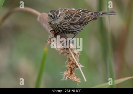 Weiblicher Rotflügelschwarm, Agelaius phoeniceus, der sich im Winter von Katzenschwanz ernährt. Stockfoto