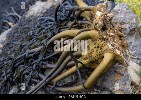 Die Alge Durvillaea Antarctica (auch bekannt als Cochayuyo und Bull Kelp) trocknet an der Küste von Pichilemu, Chile Stockfoto