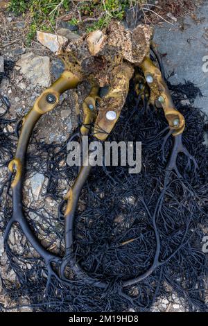 Die Alge Durvillaea Antarctica (auch bekannt als Cochayuyo und Bull Kelp) trocknet an der Küste von Pichilemu, Chile Stockfoto