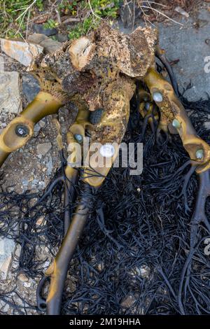 Die Alge Durvillaea Antarctica (auch bekannt als Cochayuyo und Bull Kelp) trocknet an der Küste von Pichilemu, Chile Stockfoto