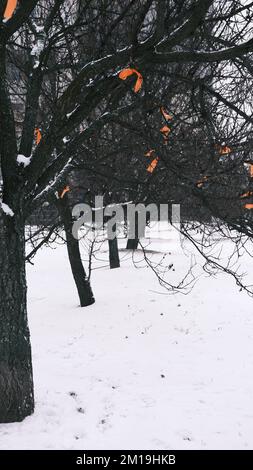 Laubbäume ohne Blätter im Winter mit orangefarbenen Bändern auf Brandflächen, auf dem Boden liegt Schnee, der nach einem Schneefall driftet, bewölktes Wetter Stockfoto