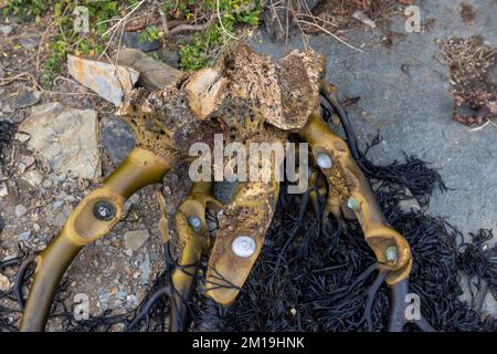 Die Alge Durvillaea Antarctica (auch bekannt als Cochayuyo und Bull Kelp) trocknet an der Küste von Pichilemu, Chile Stockfoto