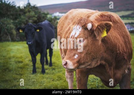 Die braune Kuh Limousin, die französische Rinderrasse und die schwarze Kuh im Hintergrund. Stockfoto