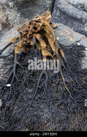 Die Alge Durvillaea Antarctica (auch bekannt als Cochayuyo und Bull Kelp) trocknet an der Küste von Pichilemu, Chile Stockfoto