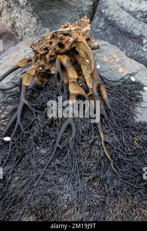 Die Alge Durvillaea Antarctica (auch bekannt als Cochayuyo und Bull Kelp) trocknet an der Küste von Pichilemu, Chile Stockfoto