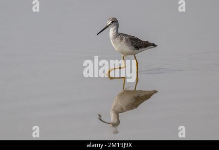 Kleine Gelbschenkel, Tringa Flavipes, füttern in der flachen hypersalinen Laguna Madre, vor South Padre Island, Texas. Stockfoto