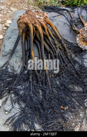 Die Alge Durvillaea Antarctica (auch bekannt als Cochayuyo und Bull Kelp) trocknet an der Küste von Pichilemu, Chile Stockfoto