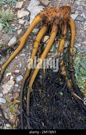 Die Alge Durvillaea Antarctica (auch bekannt als Cochayuyo und Bull Kelp) trocknet an der Küste von Pichilemu, Chile Stockfoto