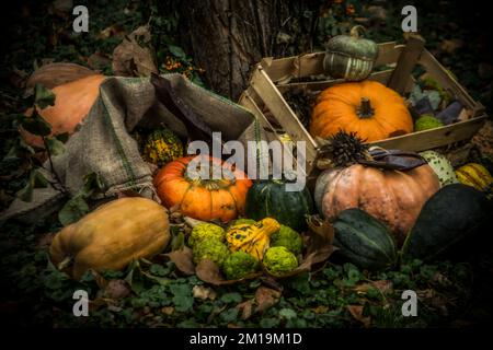 Ein Haufen bunter Kürbisse in einem Herbstdiorama Stockfoto