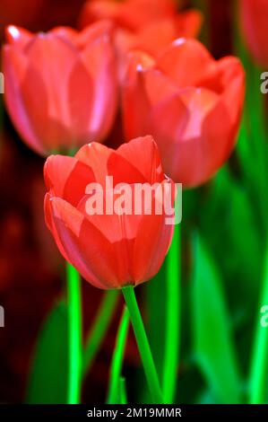 Blühende Tulpen im Frühjahr Stockfoto