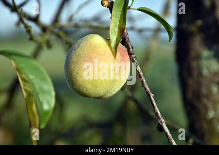 Eine Nahaufnahme eines einzelnen Pfirsichs auf einem Baum Stockfoto
