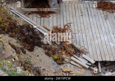 Die Alge Durvillaea Antarctica (auch bekannt als Cochayuyo und Bull Kelp) trocknet an der Küste von Pichilemu, Chile Stockfoto