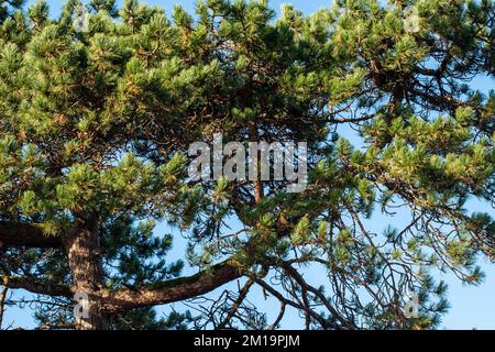 colors of fall, autumn scenery, colorful autumn is coming Stockfoto