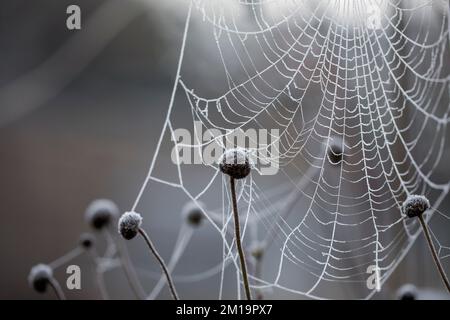 Gefrorenes Spidrennetz, das im Winter an den Pflanzen hängt Stockfoto