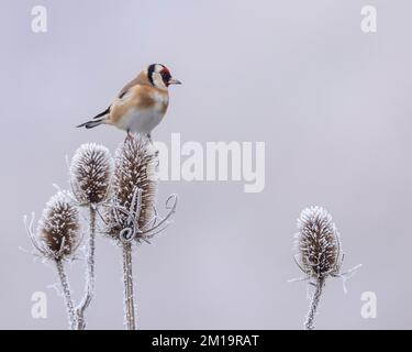Goldfinch an einem frostigen Morgen Stockfoto