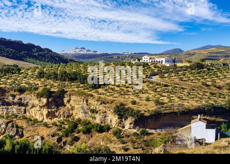 Luftaufnahme der rustikalen Landschaft von Andalusien und Cadiz, geformt durch Olivenbäume und Weinberge an den Hängen der Berge. Stockfoto