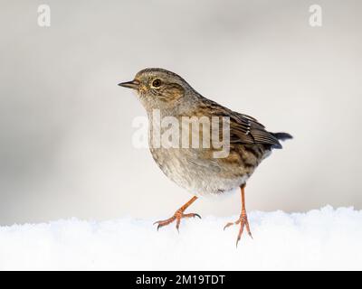 Aberystwyth, Ceredigion, Wales, Großbritannien. 11.. Dezember 2022. Im Winter in Mid Wales mit Schnee auf dem Boden der Gartenvögel kann es schwierig sein, sie zu füttern. Einige Samen und getrocknete Mehlwürmer haben diese Gartenvögel dazu verleitet, im Schnee meines Gartens zu forschen. Kredit: Phil Jones/Alamy Live News Stockfoto