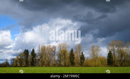 Unheilvolle Sturmwolken über Bäumen und ein grünes Frühlingsfarmenfeld Stockfoto
