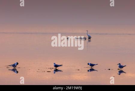 Ruhiger Abend in der Laguna Madre, Golf von Mexiko, mit Forster's Terns, amerikanischen Avocets und Great Egret.Texas, Stockfoto