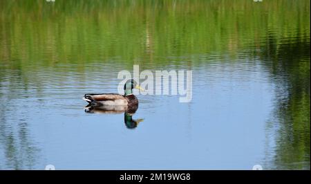 Eine einsame männliche Mallard-Ente schwimmt auf einem kleinen Teich im Südwesten von Wisconsin Stockfoto