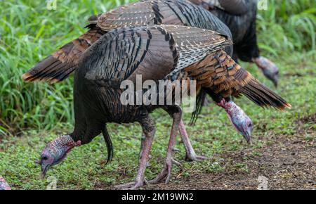 Wilde Truthähne, Meleagris gallopavo, in der Form Rio Grande wilder truthahn, Meleagris gallopavo intermedia, die sich im Winter im Wald ernähren. - Nach Texas. Stockfoto