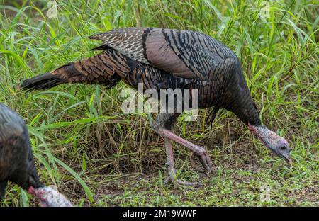 Wilde Truthähne, Meleagris gallopavo, in der Form Rio Grande wilder truthahn, Meleagris gallopavo intermedia, die sich im Winter im Wald ernähren. - Nach Texas. Stockfoto