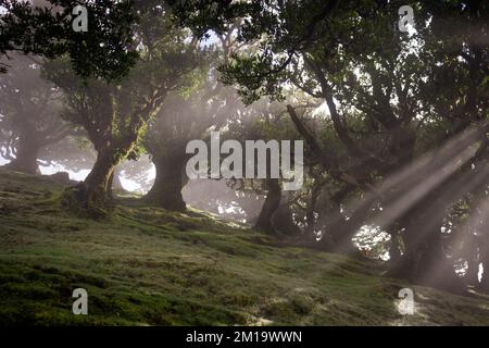 Bäume Im Fanalwald Stockfoto