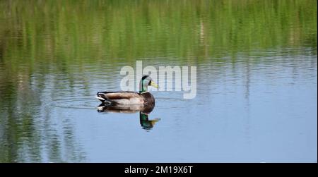 Eine einsame männliche Mallard-Ente schwimmt auf einem kleinen Teich im Südwesten von Wisconsin Stockfoto