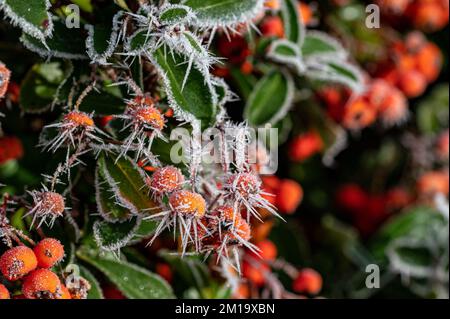 Stansted, Essex, Großbritannien. 11.. Dezember 2022. Eiszapfen bilden sich auf roten Beeren. Das britische Cold Snap setzt sich fort mit einem heiseren Frost, der durch Eiskristalle charakteristisch aussieht, die entstehen, wenn Wasserdampf in der Luft mit einem Gegenstand in Kontakt kommt, der sich unter dem Gefrierpunkt befindet. Eiskristalle wachsen weiter, wenn mehr Wasserdampf gefroren wird. Stansted, die Temperatur ist nicht über Null gestiegen, und die kälteren Temperaturen werden noch eine Woche andauern. Kredit: Andi Edwards/Alamy Live News Stockfoto