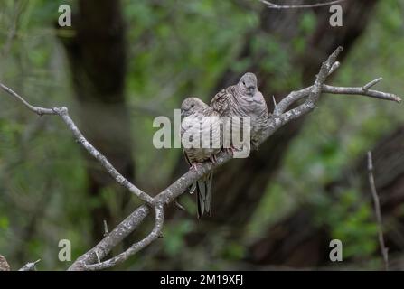 Zwei Inka-Tauben, Columbina inca, hoch oben auf dem Ast im Winter, Texas. Stockfoto