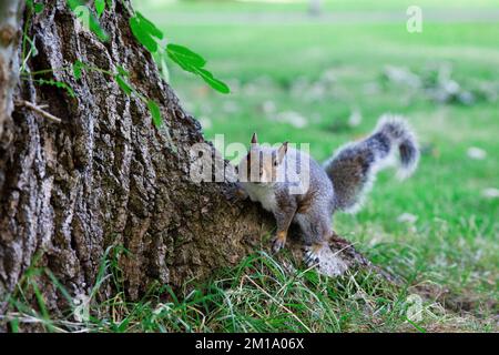 Die Nahaufnahme eines östlichen grauen Eichhörnchens, das auf den Baum klettert Stockfoto