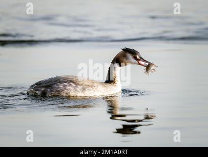 Großer Kammmuschel, der Fische fängt Stockfoto