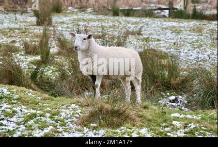 Ein hübsch aussehendes Schaf auf Pendle Hill, Lancashire, Großbritannien, Europa Stockfoto